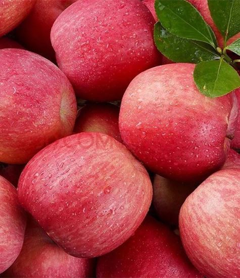 모든 종류의 사과